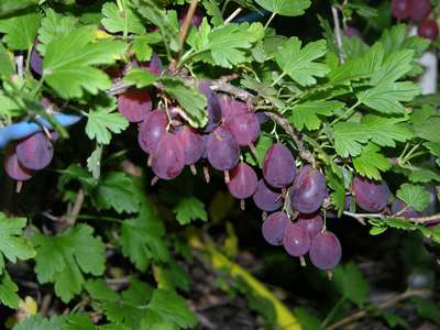 Сорт крыжовника Грушенька