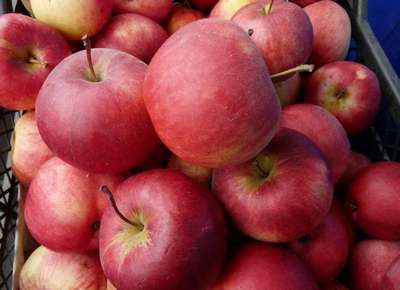 Сорт яблони Рождественское