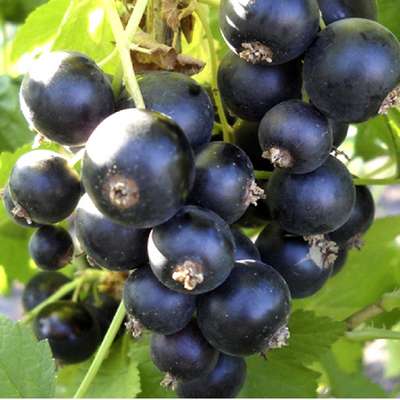 Сорт чёрной смородины Пигмей