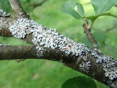 Лишайник или мох на яблоне: виды и методы борьбы