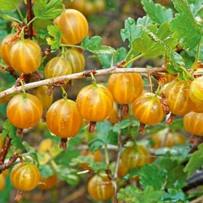 Сорт крыжовника Русский желтый