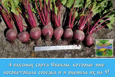 Самые лучшие сорта свеклы