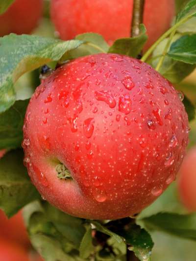 Сорт яблони Елена