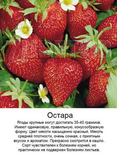 Сорт клубники Остара