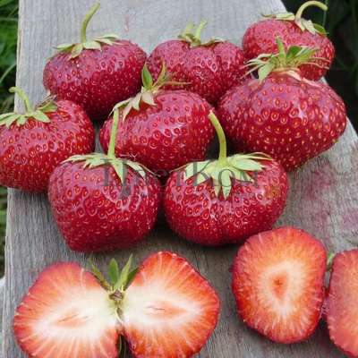 Сорт клубники Вима-Занта