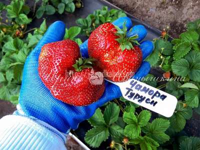 Сорт клубники Чамора Туруси