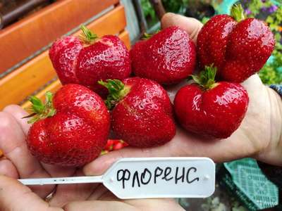 Сорт клубники Флоренс