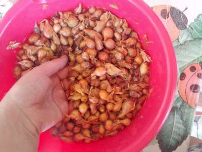 Как подготовить к посадке лук-севок весной?