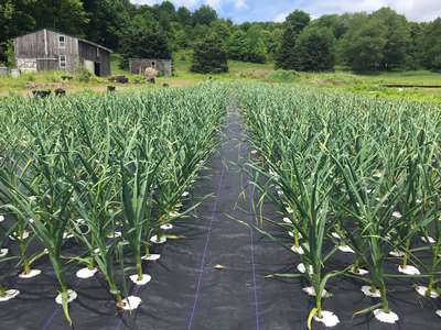 Выращивание чеснока