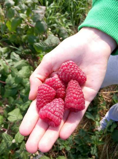 Сорт малины Брянское диво