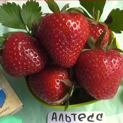 Самые лучшие сорта ремонтантной клубники для Подмосковья