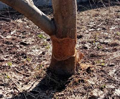 Что делать, если зайцы погрызли яблоню? Как сохранить дерево?