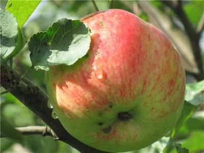 Лучшие сорта яблонь для средней полосы России