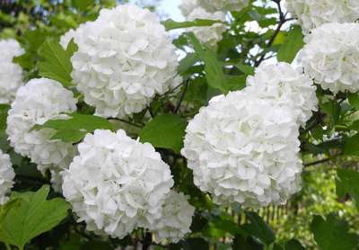 Декоративная калина Бульденеж