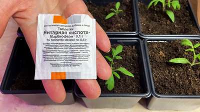 Плохо растет рассада помидор после пикировки