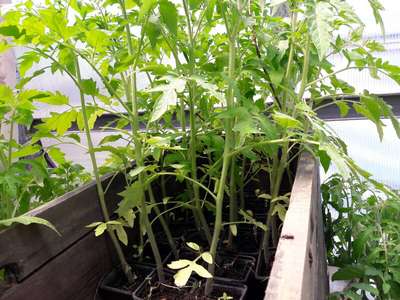 Перерастает рассада помидор