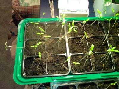 Пикировка помидор, если рассада вытянулась