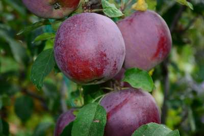 Сорт яблони Имант