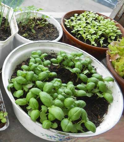 Как вырастить базилик из семян на подоконнике?
