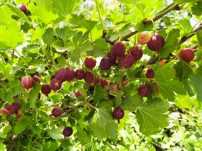 Бесшипный крыжовник: сорта, посадка и уход