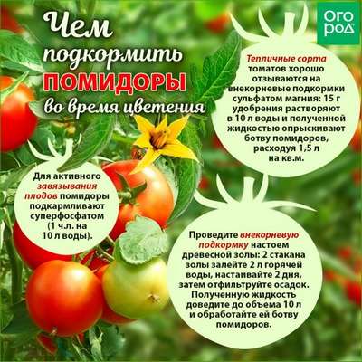 Чем подкормить томаты во время плодоношения и цветения?