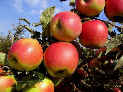 Сорт яблони Джонаголд