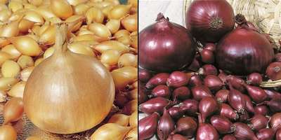 Лучшие сорта лука севка