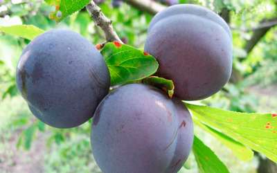 Сорт сливы Заречная ранняя