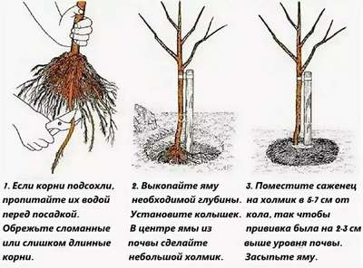 Как посадить яблоню весной: пошаговая инструкция