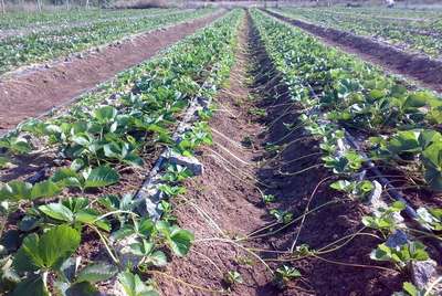 Как вырастить клубнику в открытом грунте?