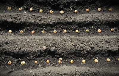 Как посадить лук севок в открытом грунте?