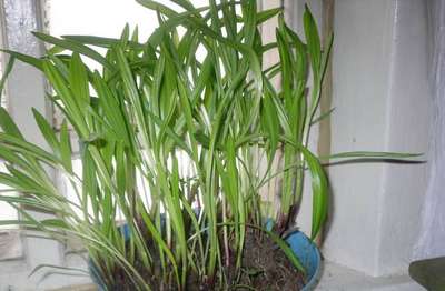 Как вырастить черемшу из семян?