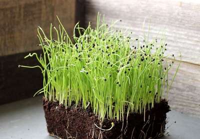 Как вырастить лук из семян?