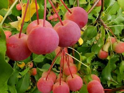 Сорт яблони Китайка