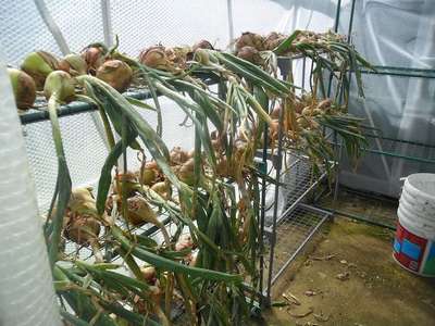 Как сушить лук после уборки?