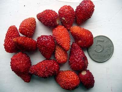 Сорт земляники Барон Солемахер