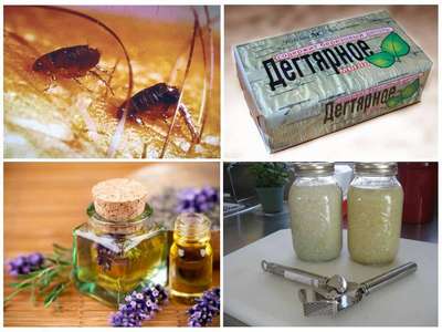 Избавление от земляных блох в частном доме