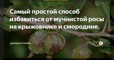 Обработка весной крыжовника от мучнистой росы
