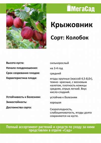Сорт крыжовника Колобок: описание, выращивание и уход
