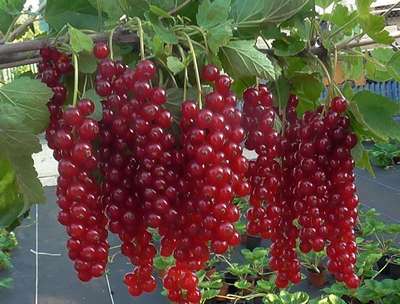 Сорт смородины Голландская красная