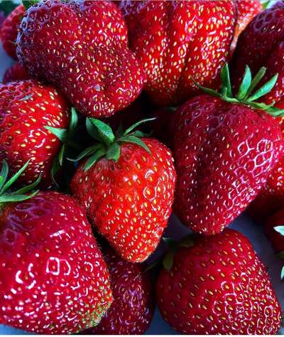 Сорт клубники Мармелада