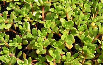 Огородный портулак