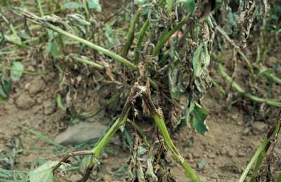 Чернеет ботва у картофеля