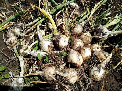 Сбор чеснока в Подмосковье