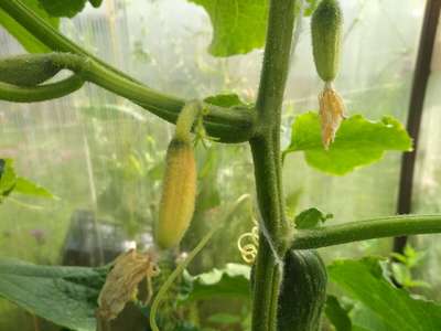 Не растут огурцы в теплице