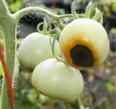 Чернеют помидоры