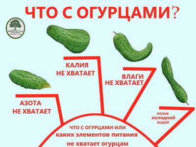Огурцы растут неправильной формы