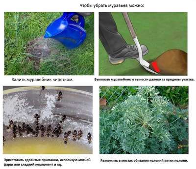 Как устранить садовых муравьев?