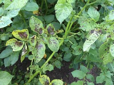 Фитофтора на картофеле