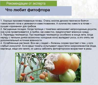 Чем обработать помидоры от фитофторы?